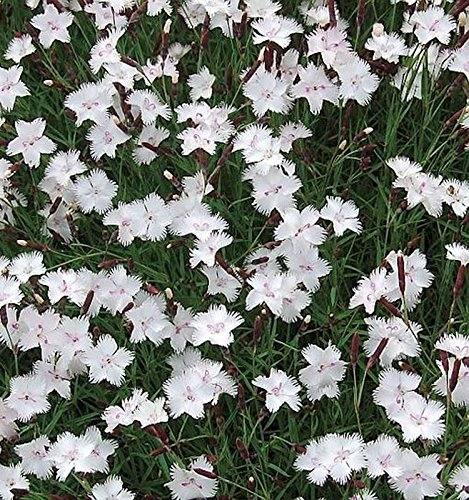 Federnelke Greystone - Dianthus plumarius - Gartenpflanze von Baumschule
