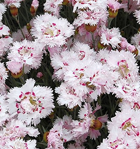 Federnelke Ine - Dianthus plumarius von Baumschule