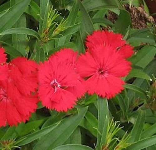 Federnelke Munot - Dianthus plumarius - Gartenpflanze von Baumschule