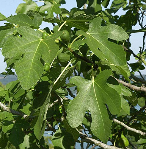 Feigenbaum Bornholms Diamant 40-60cm - Ficus carica - Gartenpflanze von Baumschule