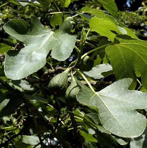 Feigenbaum Brown Turkey 40-60cm - Ficus carica - Gartenpflanze von Baumschule