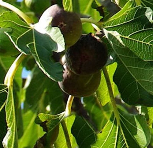 Feigenbaum Firoma 40-60cm - Ficus carica - Gartenpflanze von Baumschule