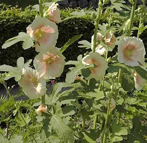 Feigenblättrige Stockrose - Alcea ficifolia - Gartenpflanze von Baumschule