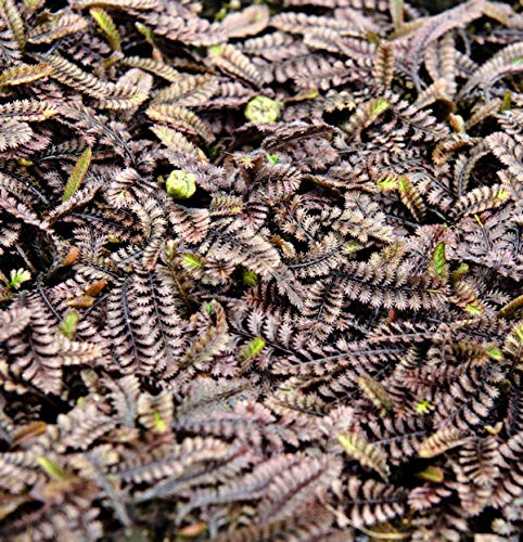 Feines Fiederpolster - Leptinella potentillina - Gartenpflanze von Baumschule