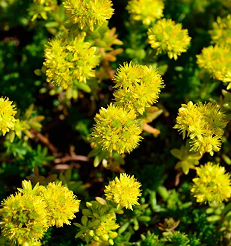 Felsen Fetthenne Tripmadam Felsen Mauerpfeffer - Sedum reflexum Felsen Fetthenne Tripmadam Felsen Mauerpfeffer - Sedum reflexum von Baumschule