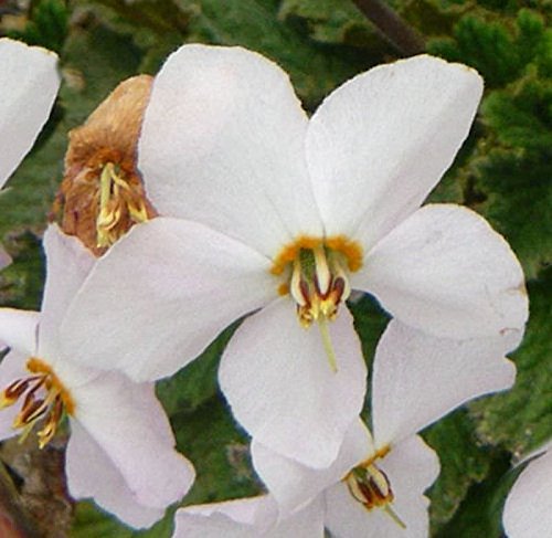 Felsenteller Alba - Ramonda myconi - Gartenpflanze von Baumschule