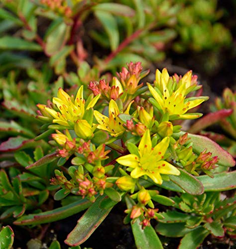 Fetthenne Weihenstephaner Gold - Sedum floriferum - Gartenpflanze von Baumschule