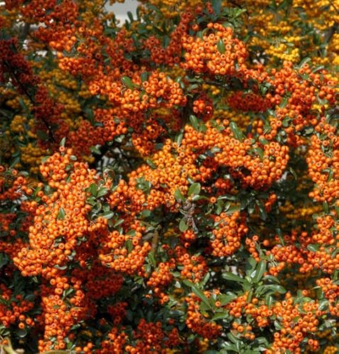 Feuerdorn Orange Star 40-60cm - Pyracantha Feuerdorn Orange Star 40-60cm - Pyracantha von Baumschule