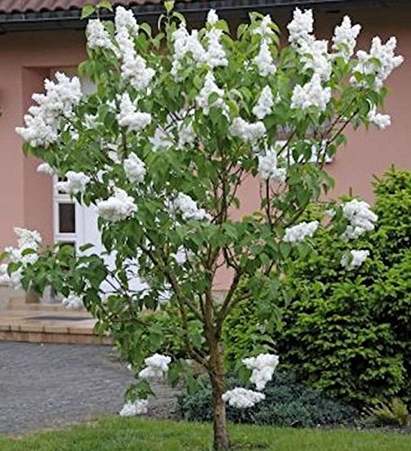 Fiederblättriger Flieder 40-60cm - Syringa pinnatifolia - Gartenpflanze von Baumschule