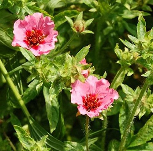 Fingerkraut Miss Helen Jane - Potentilla nepalensis - Gartenpflanze von Baumschule