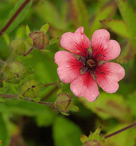 Fingerkraut Miss Willmott - Potentilla nepalensis - Gartenpflanze von Baumschule