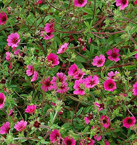 Fingerkraut Ron Mc Beath - Potentilla nepalensis - Gartenpflanze von Baumschule