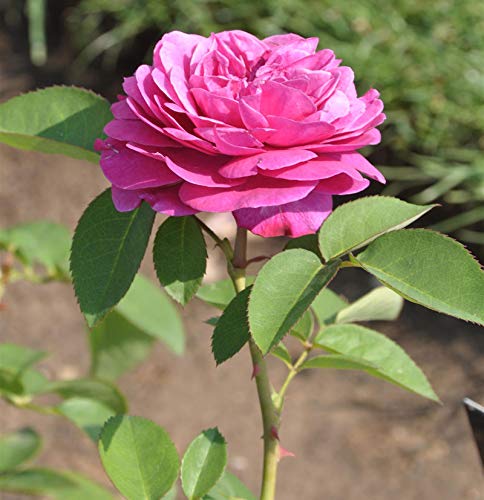 Floribundarose Heidi Klum Rose 30-60cm - Gartenpflanze von Baumschule