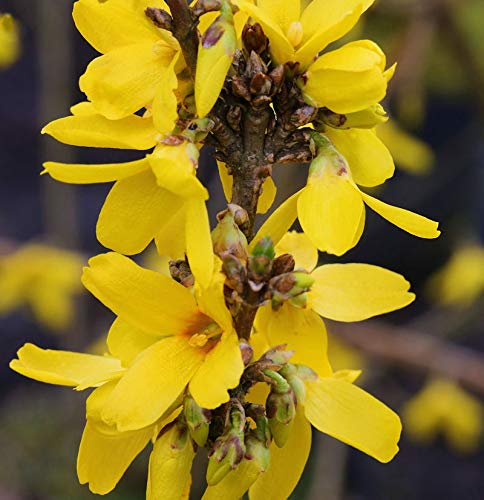 Forsythie Week End 125-150cm - Forsythia intermedia - Gartenpflanze von Baumschule