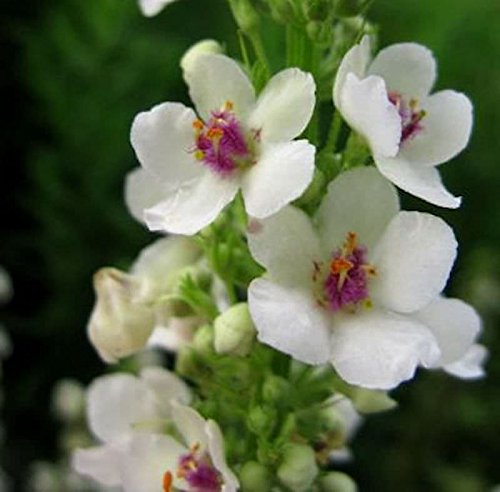 Französische Königskerze Wedding Candles - Verbascum chaixii - Gartenpflanze von Baumschule