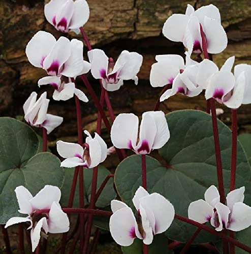 Frühlings Alpenveilchen Silver Leaf Album - Cyclamen coum - Gartenpflanze von Baumschule