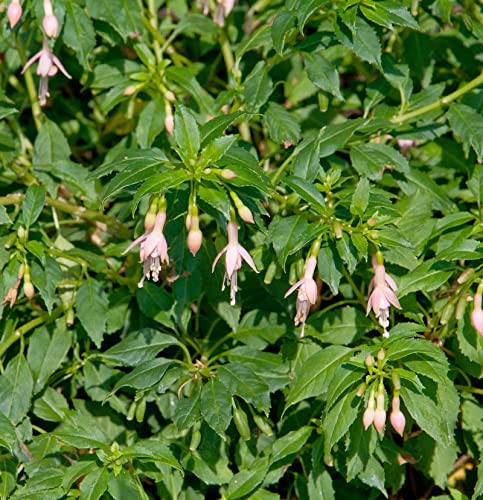 Fuchsie Alba - Fuchsia magellanica - Gartenpflanze von Baumschule