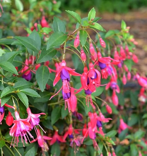 Fuchsie Tom Thumb - großer Topf - Fuchsia magellanica von Baumschule