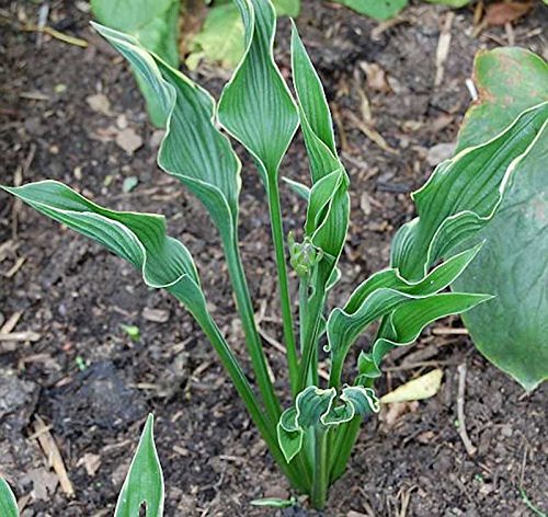 Funkie Praying Hands - Hosta cultorum von Baumschule