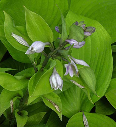 Funkie Sum and Substance - großer Topf - Hosta cultorum von Baumschule