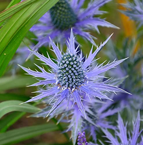Garten-Mannstreu Big Blue - Eryngium zabelii - Gartenpflanze von Baumschule