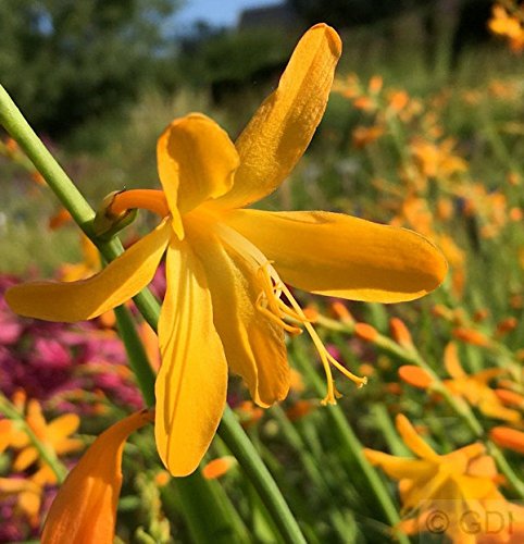 Garten Monbretie George Davidson - großer Topf - Crocosmia masoniorum von Baumschule