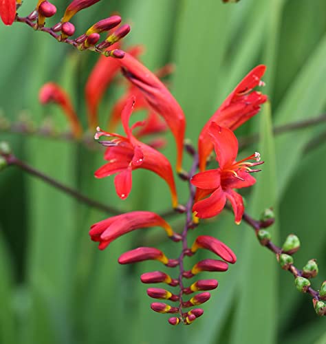 Garten Monbretie Lucifer - großer Topf - Crocosmia masoniorum - Gartenpflanze von Baumschule