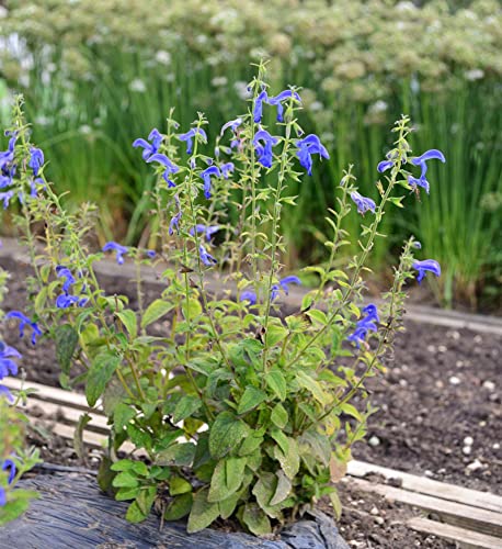 Garten Salbei Royal Blue - Salvia patens - Gartenpflanze von Baumschule