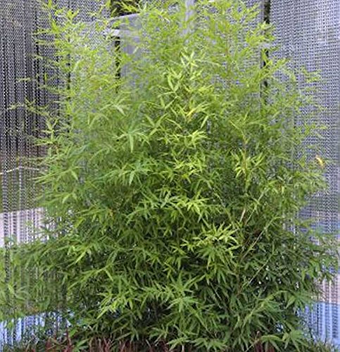 Gartenbambus 100-125cm - Phyllostachys bissetii von Baumschule