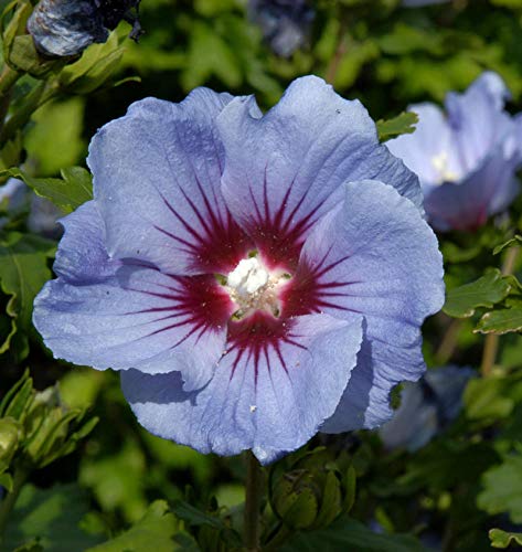 Garteneibisch Coelestis 40-60cm - Hibiscus syriacus - Gartenpflanze von Baumschule