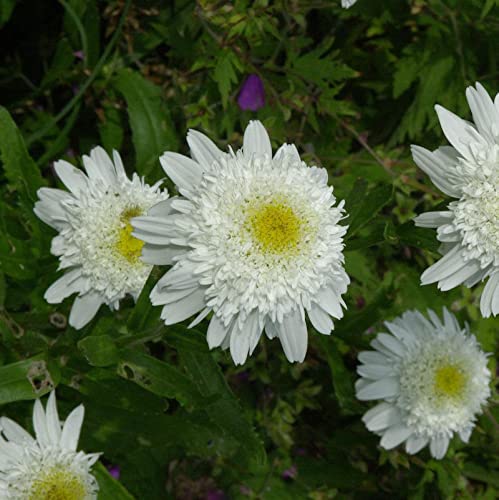 Gartenmargerite Wirral Supreme - Leucanthemum - Gartenpflanze von Baumschule