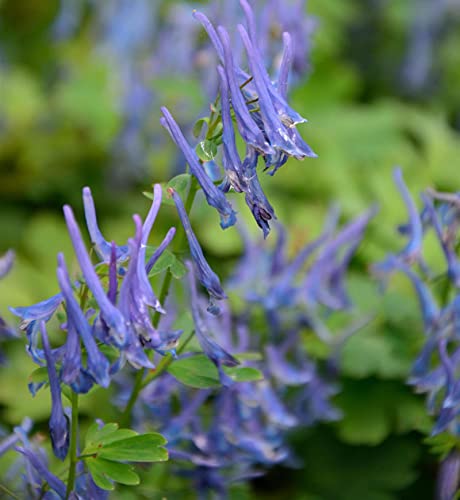 Gebogener Lerchensporn Blue Heron - Corydalis - Gartenpflanze von Baumschule