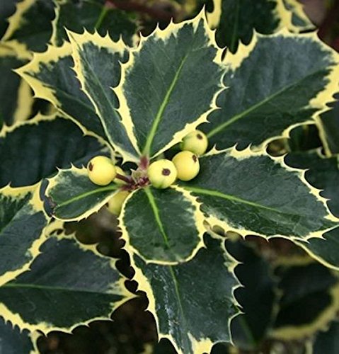 Gelbbunte Stechpalme Aurea 40-60cm - Ilex aquifolium - Gartenpflanze von Baumschule