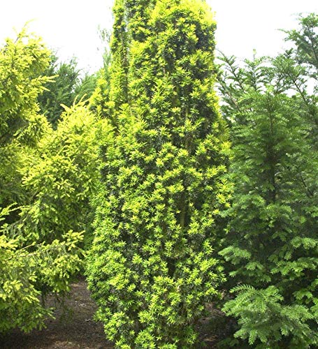 Gelbe Säuleneibe 100-125cm - Taxus baccata Fastigiata Aureomarginata - Gartenpflanze von Baumschule
