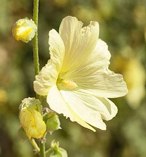 Gelbe Stockrose - Alcea rosea - Gartenpflanze von Baumschule