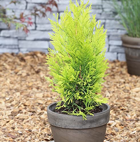 Gelber Lebensbaum 4ever Goldy 30-40cm - Thuja plicata - Gartenpflanze von Baumschule