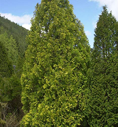 Gelber Riesenlebensbaum 40-60cm - Thuja plicata - Gartenpflanze von Baumschule