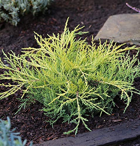 Gelber Strauchwacholder Golden Saucer 20-25cm - Juniperus media - Gartenpflanze von Baumschule