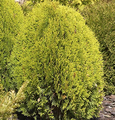 Gelber Zwerglebensbaum 20-25cm - Thuja occidentalis - Gartenpflanze von Baumschule