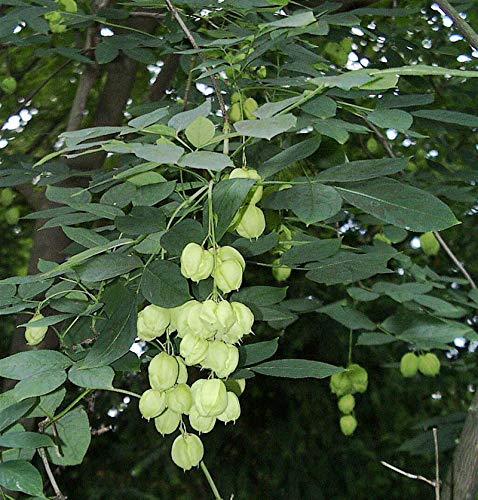 Gemeine Pimpernuss 60-80cm - Staphylea pinnata - Gartenpflanze von Baumschule