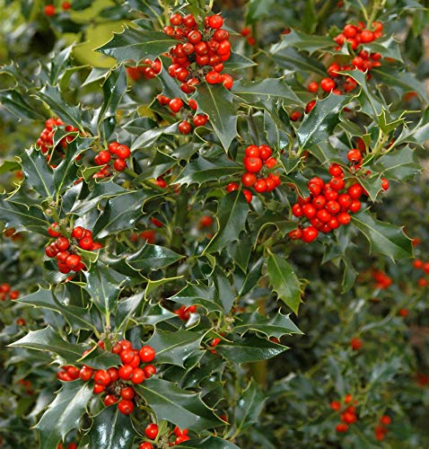 Gemeine Stechpalme Ilex 100-125cm - ilex aquifolium Gemeine Stechpalme Ilex 100-125cm - ilex aquifolium von Baumschule