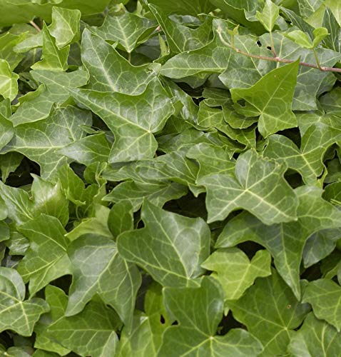 Gemeiner Efeu 100-125cm - Hedera helix Gemeiner Efeu 100-125cm - Hedera helix von Baumschule