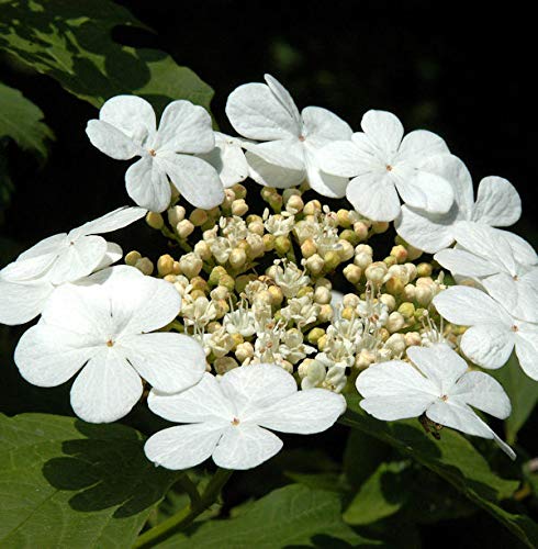 Gemeiner Schneeball 80-100cm - Viburnum opulus - Gartenpflanze von Baumschule