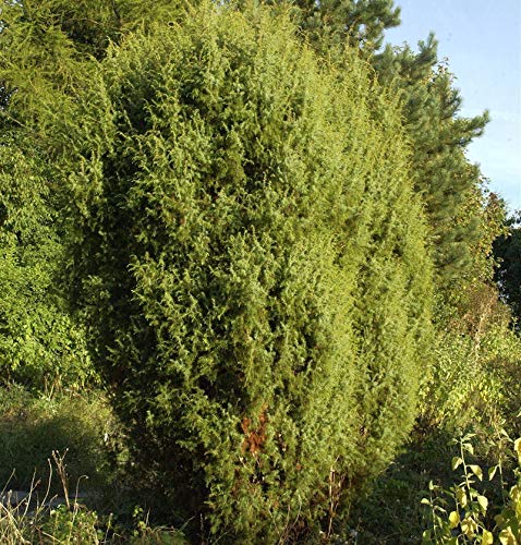 Gemeiner Wacholder 40-60cm - Juniperus communis - Gartenpflanze von Baumschule