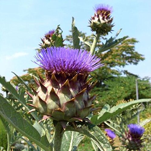 Gemüse Artischocke - Cynara cardunculus - Gartenpflanze von Baumschule