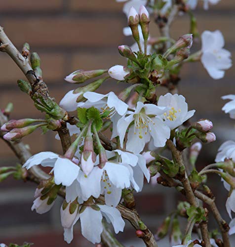 Geschlitzte Zierkirsche Kojou no mai 30-40cm - Prunus incisa - Gartenpflanze von Baumschule