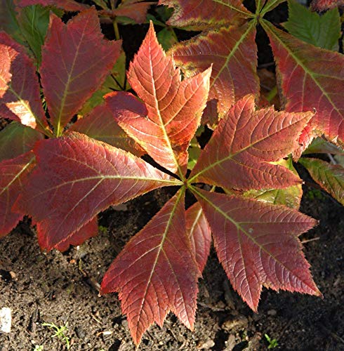 Gestieltblättriges Schaublatt Rotlaub - Rodgersia podophylla - Gartenpflanze von Baumschule