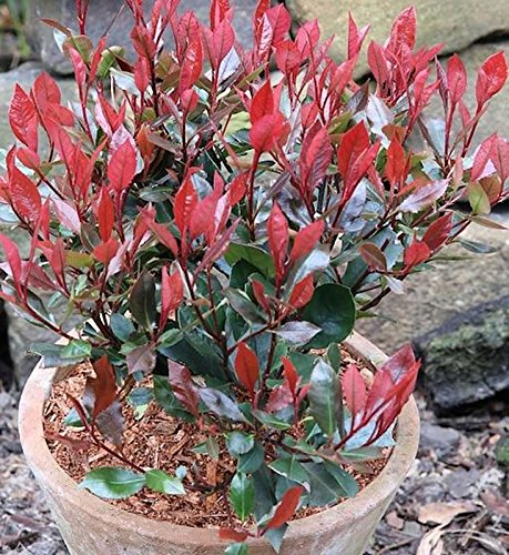 Glanzmispel Little Red Robin 30-40cm - Photinia fraseri - Gartenpflanze von Baumschule