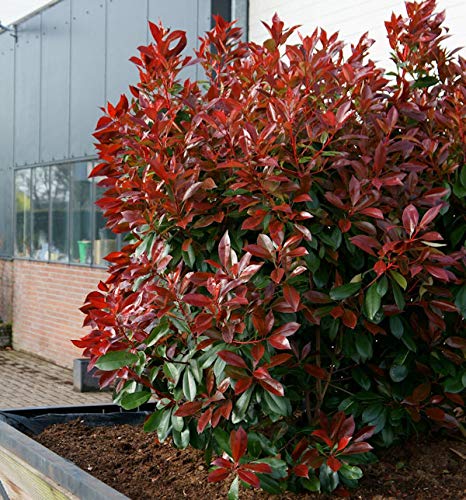 Glanzmispel Perfecta 40-60cm - Photinia fraseri - Gartenpflanze von Baumschule