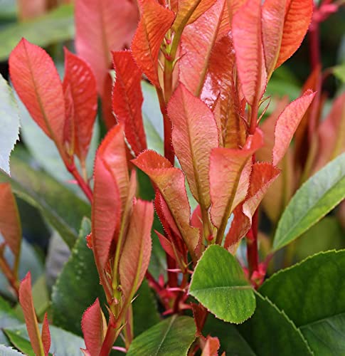 Glanzmispel Red Robin 100-125cm - Photinia fraseri - Gartenpflanze von Baumschule